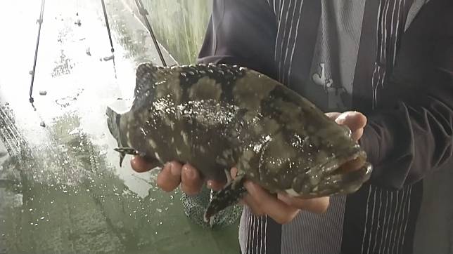 中國今天宣布開放台灣石斑魚進口。（鏡新聞）