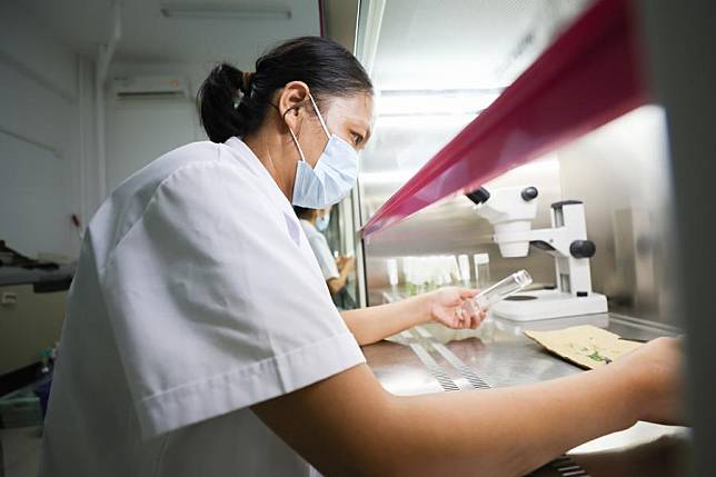 A researcher works on subculture of cassava in a lab at the Danzhou campus of Chinese Academy of Tropical Agricultural Sciences in Danzhou, south China's Hainan Province, July 10, 2024. (Xinhua/Zhang Liyun)