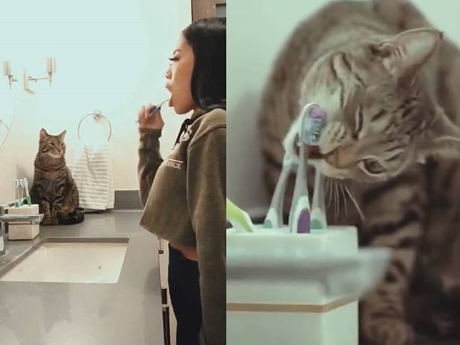 天才虎斑貓每天觀察馬麻梳洗　某天竟學會自己刷牙！