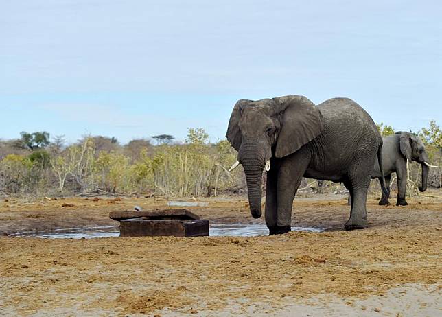 Elephants drink water at a damaged manhole pipeline near Phuduhudu village along the A3 highway in northwest Botswana on June 28, 2024. (Photo by Tshekiso Tebalo/Xinhua)