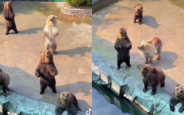 動物園界的柯瑞？　讓大熊放飯「牠們竟開心跳起舞來」