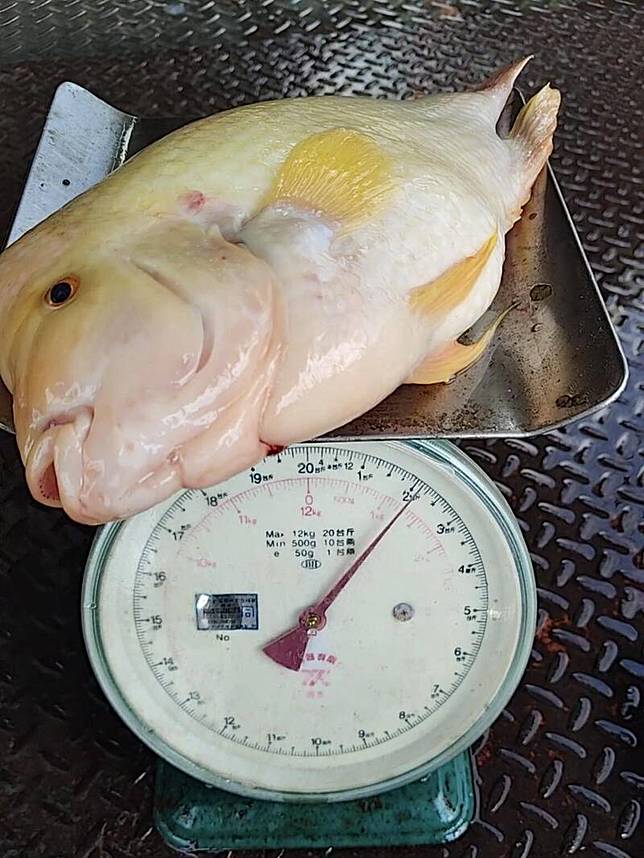 日月潭釣客捕捉到超巨大紅魔鬼，重達2台斤，是一般體型的8倍大，被釣友稱為潭區「鬼王」。(「日月潭一等高」提供)