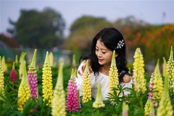 中社觀光花市有一大片魯冰花海，非常適合拍照打卡。（圖片來源／中社觀光花市-官網 FB）