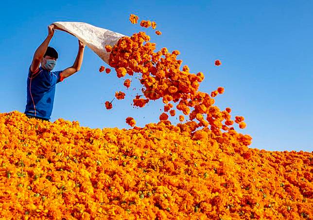 A farmer pours weighed marigold flowers into a ferment pool in Yutian County of northwest China's Xinjiang Uygur Autonomous Region, Sept. 20, 2020. (Xinhua/Hu Huhu)