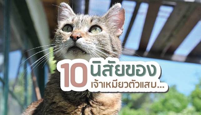 10 นิสัยแบบแมว…แมว
