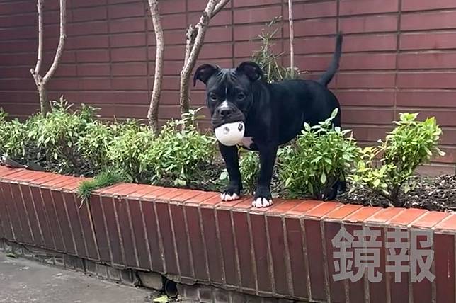 家犬「小惡霸」與飼主玩球的情景，只能追憶。畫面授權threads _p.o.q