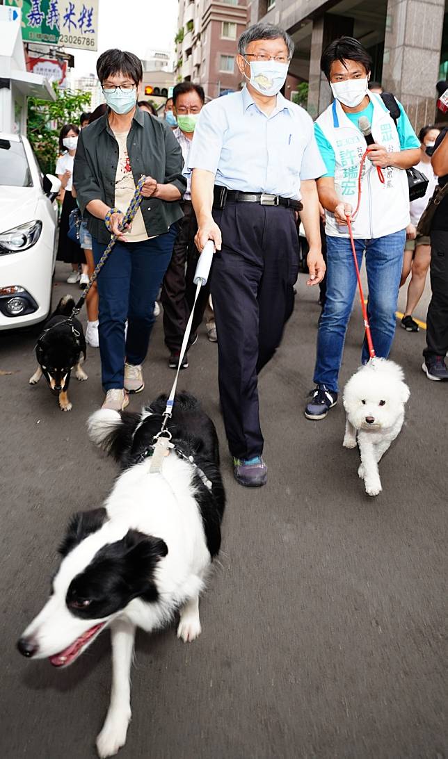 柯文哲牽著民眾領養來的邊境牧羊犬「點點」散步至審計新村，一路被狗遛。    圖：許瑞宏服務處/提供