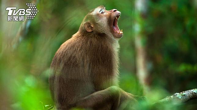 印度驚傳警方證物被猴子偷走的事件。（示意圖／達志影像shutterstock）