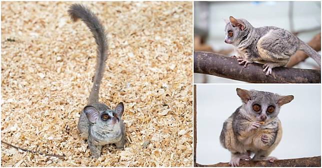 【寵物寶寶】臺北市立動物園新朋友2025年亮相，五隻可愛嬰猴，小小身體、大大眼睛，超萌超討喜