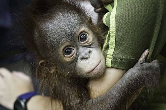 紅毛猩猩3個月大了，每天體能訓練壯手臂：「想見媽媽了」。（圖／臺北市立動物園授權提供）
