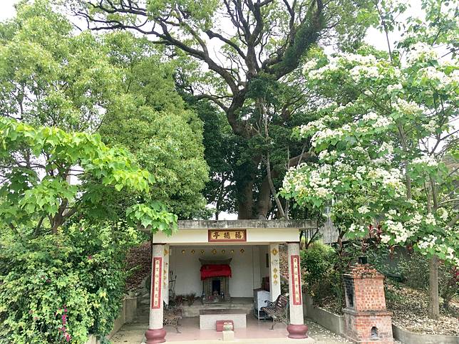 位於科學園區後山的風空客家聚落桐花盛開時的景象（圖片提供/新竹文化局）