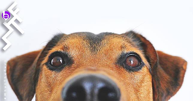 ผลการทดสอบยืนยัน หมาสามารถแยกแยะได้ว่าใครเชื่อใจได้