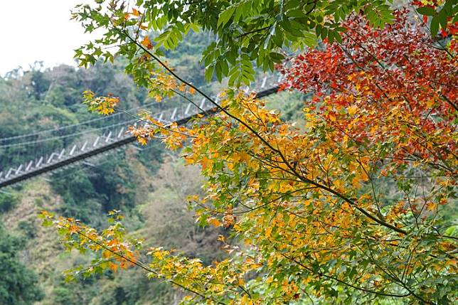 楓紅了！探秘嘉義阿里山鄉2日遊 賞楓行程全攻略