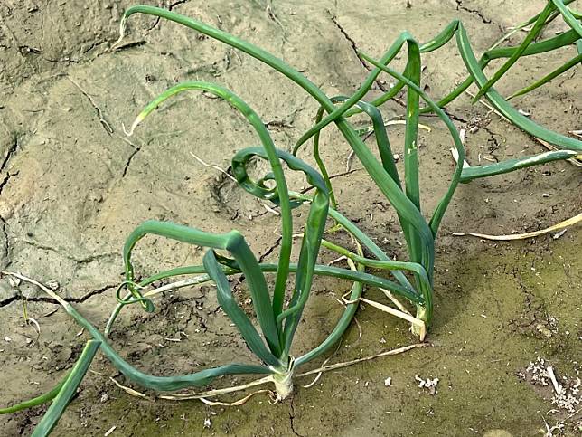 在部分田區的植株生育階段發現，炭疽病菌可能造成洋蔥葉片扭曲症狀。（圖片來源：行政院農委會提供）