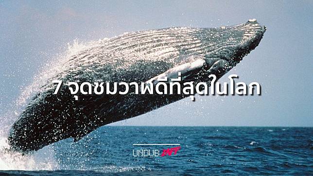 อยากดูวาฬใกล้ๆ เมืองไทยก็มี!! 7 อันดับจุดล่องเรือชมวาฬ ดีที่สุดในโลก