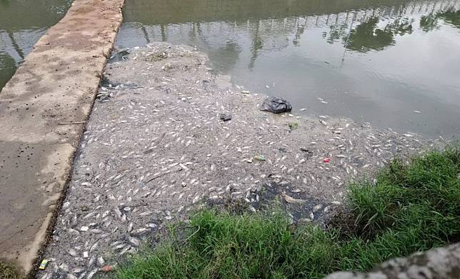 梧棲大排昨日又見魚群翻白肚，魚屍漂浮水面，散發陣陣惡臭。（記者陳金龍攝）