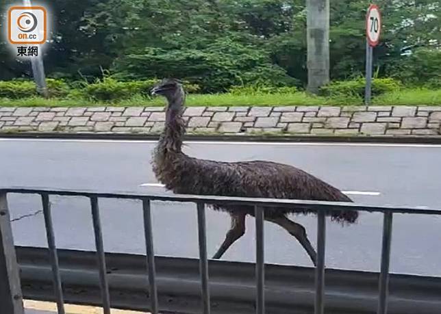 天水圍驚現懷疑「澳洲鴕鳥」。