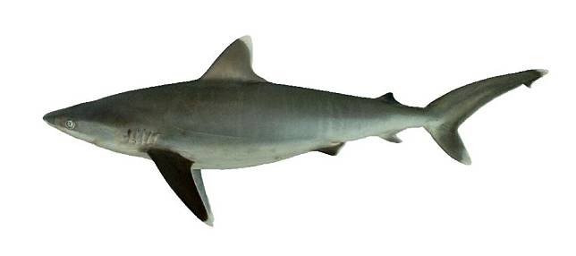 基隆關說，瀕臨絕種鯊魚產製品，應先取得出口國許可文件始得進口，以免受罰。圖為白邊鰭真鯊。(基隆關提供)