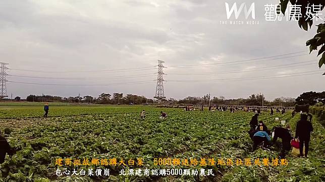 （有影片）／建商挺故鄉認購大白菜　5000顆送給基隆地區社區共餐據點