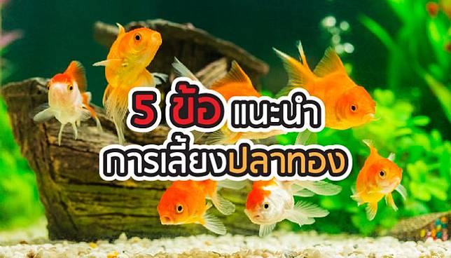 5 ข้อต้องรู้ก่อนคิดเลี้ยงปลาทอง