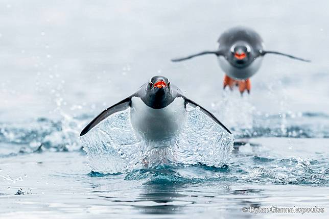 Breakwater Flight by Dylan Giannakopoulos ／ AGNPOTY