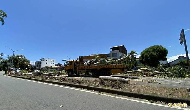 台東市四維路安全島20餘株菩提樹遭斷頭移植，引發民怨撻伐。(記者陳賢義攝)