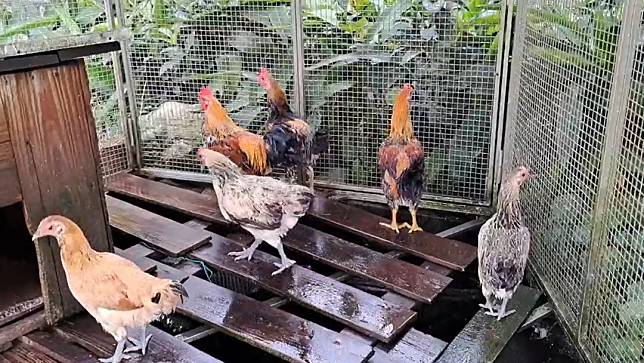 天王星6隻寵物雞全數救出。取自一起幫助雞鴨鵝的志工臉書社團