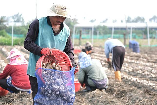 雲林產地收蒜需聘用大量人力。（攝影／楊語芸）