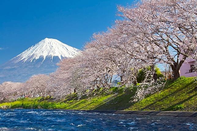 ▲今年日本開花時間有可能比往年略早，東京預計3月17開花，大阪則約為3月22日。（圖／Hotels.com）