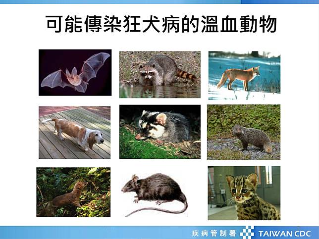 「狂犬病」病毒以犬、貓為主要的傳染窩。圖：北榮桃園分院提供