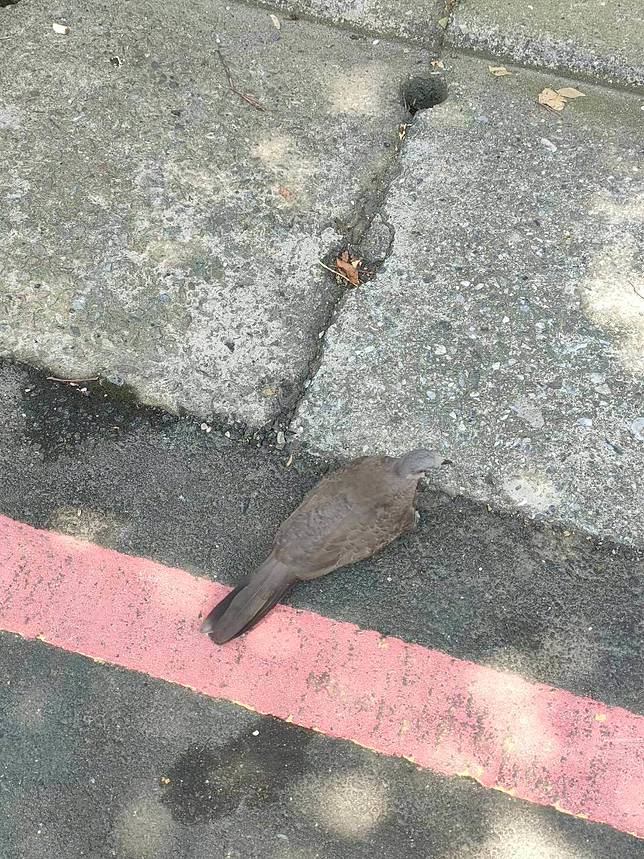 珠頸斑鳩為都市常見之原生種鳥類。