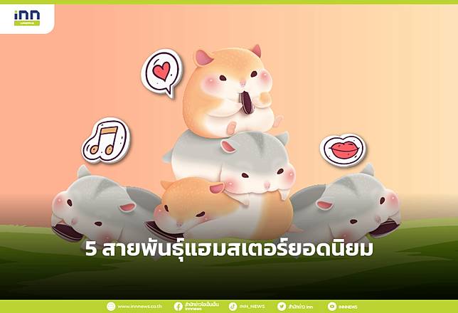 5 สายพันธุ์แฮมสเตอร์ยอดนิยม