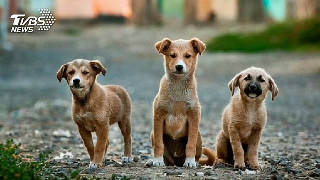 許多人喜歡飼養狗狗當寵物。(示意圖／TVBS)