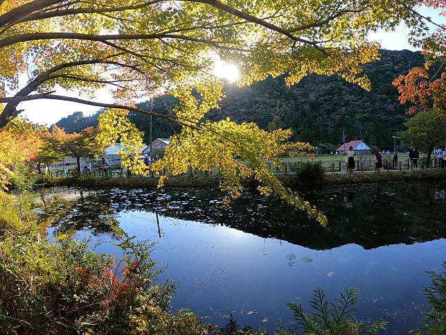 冬日暖陽，最適宜到日本歧阜賞紅葉，浸溫泉。 朗清心遊圖片