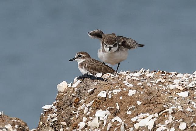 This photo taken on Oct. 20, 2024 shows lesser sand plovers at the Hainan Xinying Mangrove National Wetland Park in Danzhou City, south China's Hainan Province. (Xinhua/Zhang Liyun)