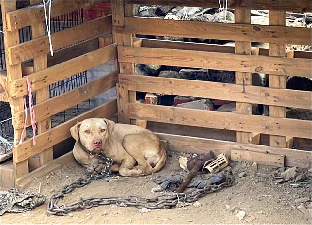 闖禍的比特犬被農業處送至收容所。(記者羅欣貞翻攝)