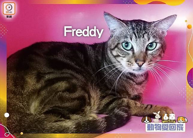 Freddy是個害羞和文靜的孩子，日間大部分時間會躲在窩內。（愛協提供）