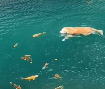 黃金獵犬到水裡交朋友。（圖／翻攝自臉書）