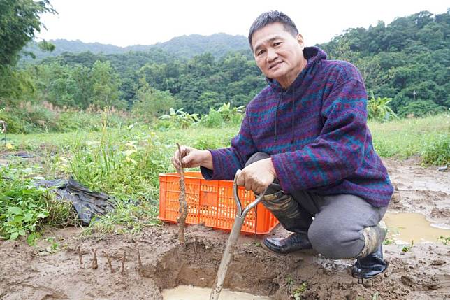 冬季進補首選新北山藥 產地體驗從農田到餐桌