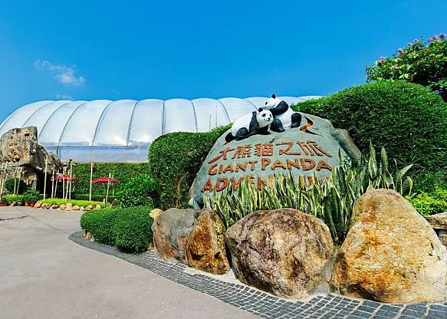 大熊貓一直是海洋公園最受歡迎的動物大使。