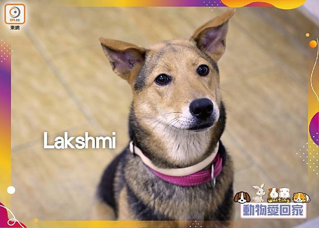Lakshmi最喜歡跟人類玩，牠會因你跟其他狗狗玩而呷醋。（愛協提供）