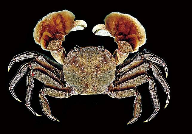 蟹蟹家族03》悠游溪流湖泊的淡水蟹：本土毛蟹vs.進口大閘蟹，養殖需當心入侵種危機