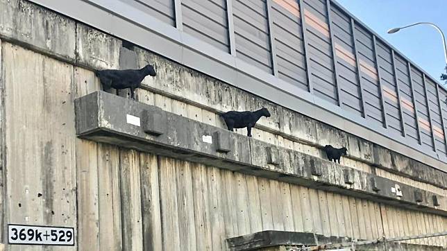 有網友在臉書社團上分享三隻黑羊一字排開站在橋上，懷疑是不是裝置藝術。（圖／翻攝自路上觀察學院）