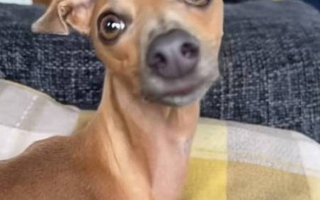 主人嫌棄狗狗不夠快　牠奪遙控器改播這片段「成功反制」