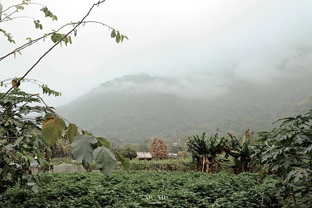 六龜深度之旅｜六龜山茶故事館，順發茶園山茶酸柑茶，蘊藏山林高處的珍貴台灣原生山茶，體驗品茶從這裡開始 @妞妞幸福花園