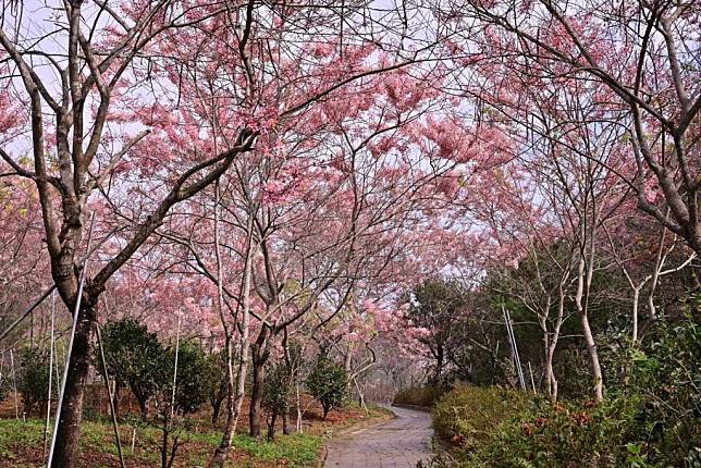 與茂管處新威森林公園桃花心木步道一牆之隔的高市六龜區神威天台山維多莉亞園區，其粉紅繽紛的花旗木正盛開，茂管處邀遊客前往賞花。（記者鄭伯勝翻攝）