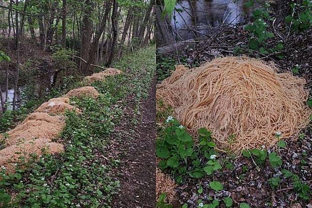 大批義大利麵遭傾倒在樹林中，景象相當驚人。（翻攝自Nina Jochnowitz for Old Bridge臉書）