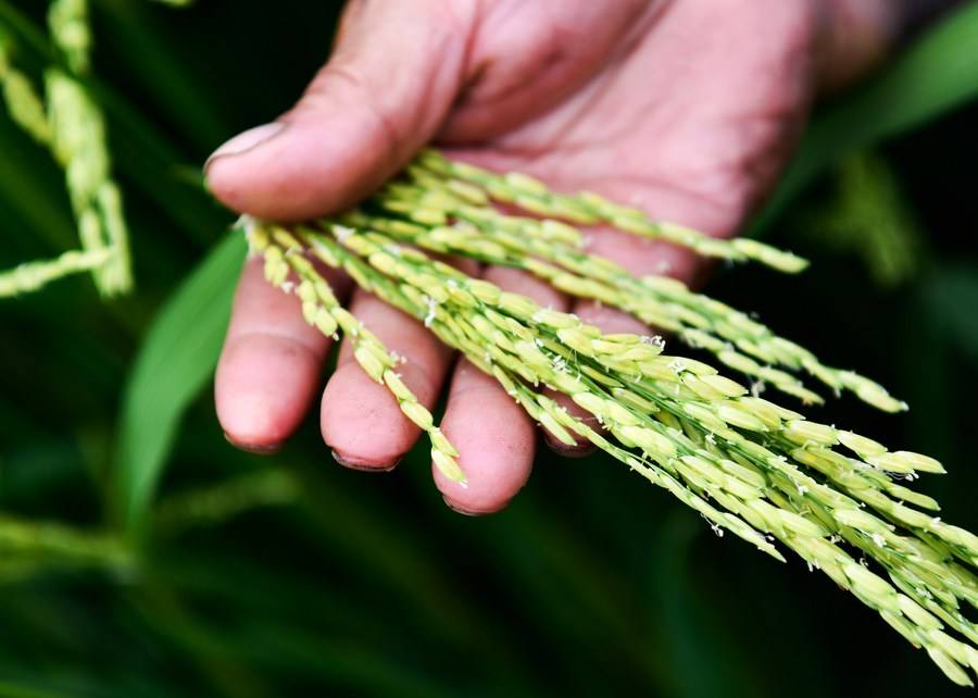 Chinas Hybrid Rice Cultivated Area Accumulates To 600 Million Hectares Xinhua Line Today 0975