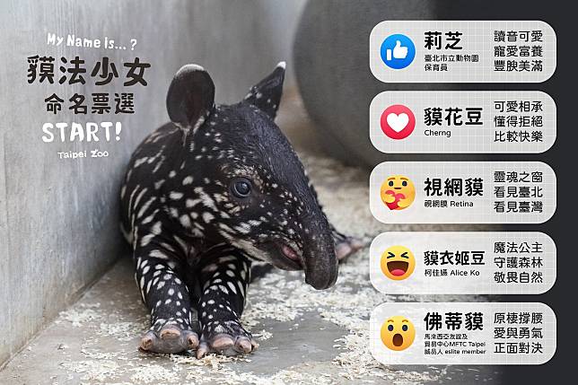 馬來貘「貘莉」於10日晚間誕下馬來貘寶寶，動物園今發起「貘法少女」的命名活動，截止時間為8月29日23:59。   圖：翻攝臺北市立動物園