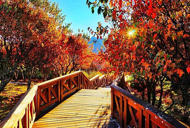 圖片來源：IG @auroralin_photography